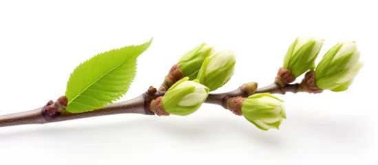 Foto op Plexiglas The spring season brings forth the blossoms of the chestnut tree bud © AkuAku