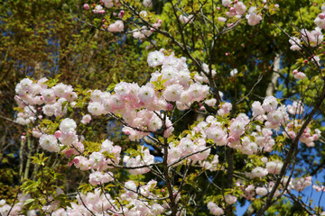 仁和寺境内に咲く楊貴妃桜