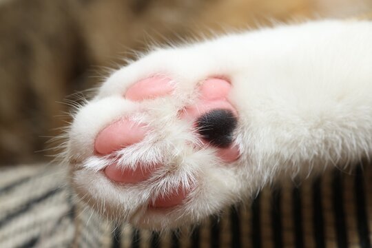Beautiful cat with fluffy paw on blurred background, macro view. Cute pet