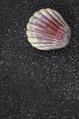 seashell candy chocolate sweet seashells dessert eating meal food snack on the table copy space food background rustic top view