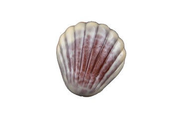 seashell candy chocolate sweet seashells dessert eating meal food snack on the table copy space food background rustic top view