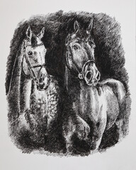 Two horses on a pasture. Modern sketch drawn by liner