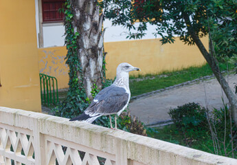 peacock on the fence