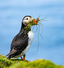 Papageientaucher beim Nestbau