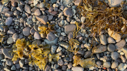 Background texture. Small sea stones, seaweed clinging to the pebbles on the beach.