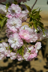 仁和寺境内に咲く楊貴妃桜