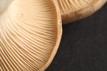 Fresh oyster mushrooms on black background, closeup. Space for text