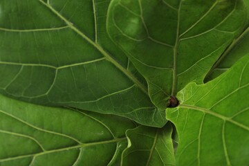 Fiddle Fig or Ficus Lyrata plant with green leaves as background, closeup