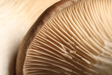 Macro photo of oyster mushrooms as background