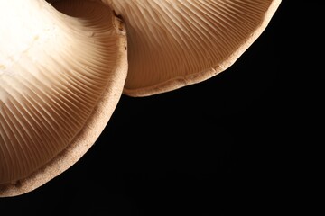 Macro photo of oyster mushrooms on black background. Space for text