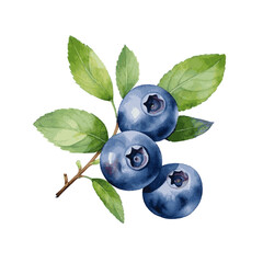 watercolor blueberry with leaves for food card decor on white background