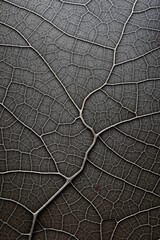 A close-up view of a leaf with visible cracks. This image can be used to depict the fragility of nature or as a symbol of vulnerability.