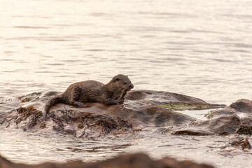 Eurasian otter