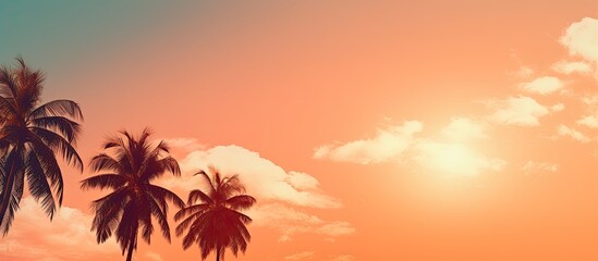 Fototapeta na wymiar Sun shining down on palm trees
