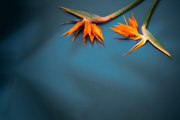tropical exotic  flowers and leaves on blue background