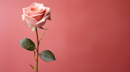 pink rose HD 8K wallpaper Stock Photographic Image 