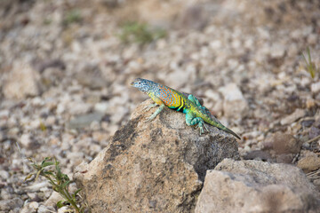 green lizard on a rock