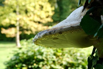 White and brown polyporus on a tree trunk covered with drops of morning dew and covered with ivy leaves. Autumn concept. High quality photo