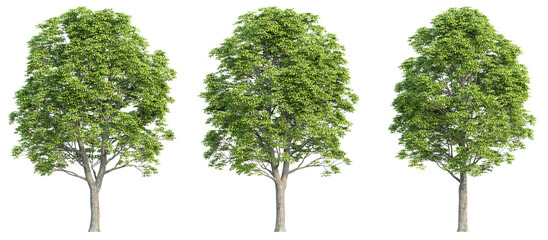 set of trees, 3D rendering, isolated on a transparent background. Perfect for illustration, digital composition, and architecture visualization