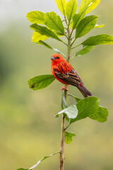 Red madagascar weaver sitting on a tip of a tree