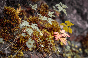 Autumnal stinking stork's bill growing on old castle wall