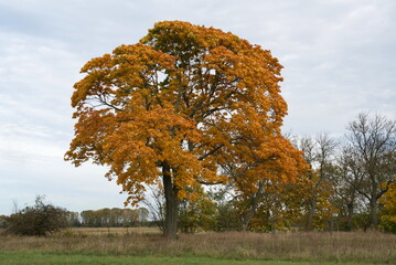 Ahornbaum bei Tremsdorf im Herbst - 671726145