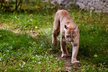 Beautiful Puma in forest. American cougar - mountain lion. Wild cat walks in the forest, scene in the woods. Wildlife America. Portrait of Beautiful Puma. Cougar in striking pose