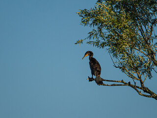 Kormoran © Peter