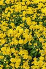 Beautiful chrysanthemum bushes yellow, red, white, pink, red colors