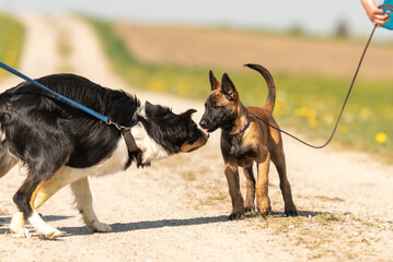 springtime dog encounter: border collie and malinois puppy meet on countryside path