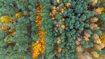 bird's eye view of a beautiful autumn forest. Golden colors, mixed forest © Dominik