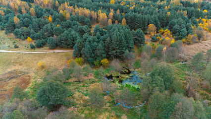 bird's eye view of a beautiful autumn forest. Golden colors, mixed forest © Dominik