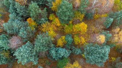 bird's eye view of a beautiful autumn forest. Golden colors, mixed forest © Dominik
