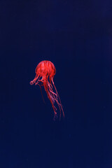 underwater photography of beautiful jellyfish japanese sea nettle chrysaora pacifica