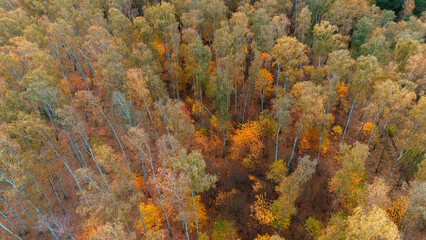bird's eye view of a beautiful autumn forest. Golden colors, mixed forest © Dominik