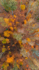 bird's eye view of a beautiful autumn forest. Golden colors, mixed forest © Dominik