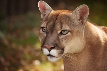 Tuinposter Portrait of Beautiful Puma in forest. American cougar - mountain lion. Wild cat in the autumn forest, scene in the Wild woods. Wildlife America. Predator's gaze. Cougar looks at the prey © EvgeniyQW