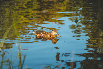 Cute brown duck swims in a small lake near Muiden in the Netherlands