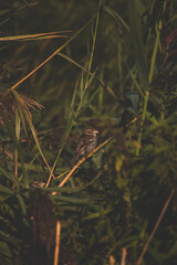 Cute little brown bird is resting in the bushes, watching the wonders of the world around him. Dutch birds