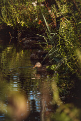 Cute brown duck swims in a small lake near Muiden in the Netherlands