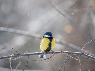 Cute bird Great tit, songbird sitting on a branch without leaves in the autumn or winter.