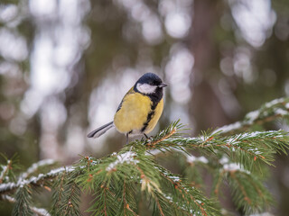 Cute bird Great tit, songbird sitting on the fir branch with snow in winter