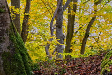 Jesień. Kolory jesieni. Bukowy las w złocie i czerwieni. Rzeczka, wartki strumień i omszałe...