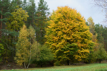 Jesień, kolorowe drzewa przy polnej drodze. Pożółkłe liście, k9olory jesieni. Żółty jesienny liść.