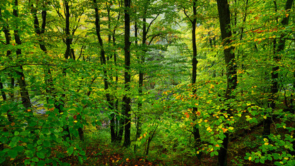 Jesień. Kolory jesieni. Bukowy las w złocie i czerwieni. Rzeczka, wartki strumień i omszałe kamienie. - obrazy, fototapety, plakaty