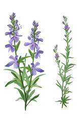 Hyssopus officinalis flower or Hyssop, transparent background