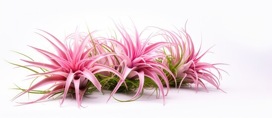 Tillandsia a lovely plant with a pink hue is a beautiful houseplant