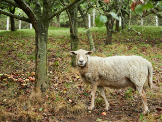 Obraz na płótnie Canvas Sheep isolated under a tree in the meadow with her head turned looking at camera.