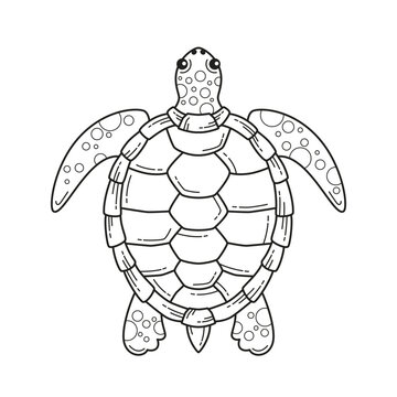 turtle illustration