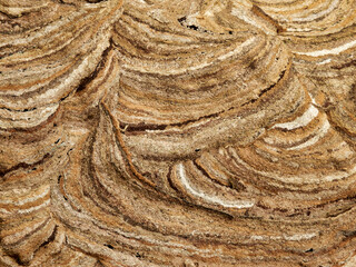 Close up of the surface of an Asian Hornet (Vespa velutina) nest showing the intricate patterns formed by chewed up wood.
